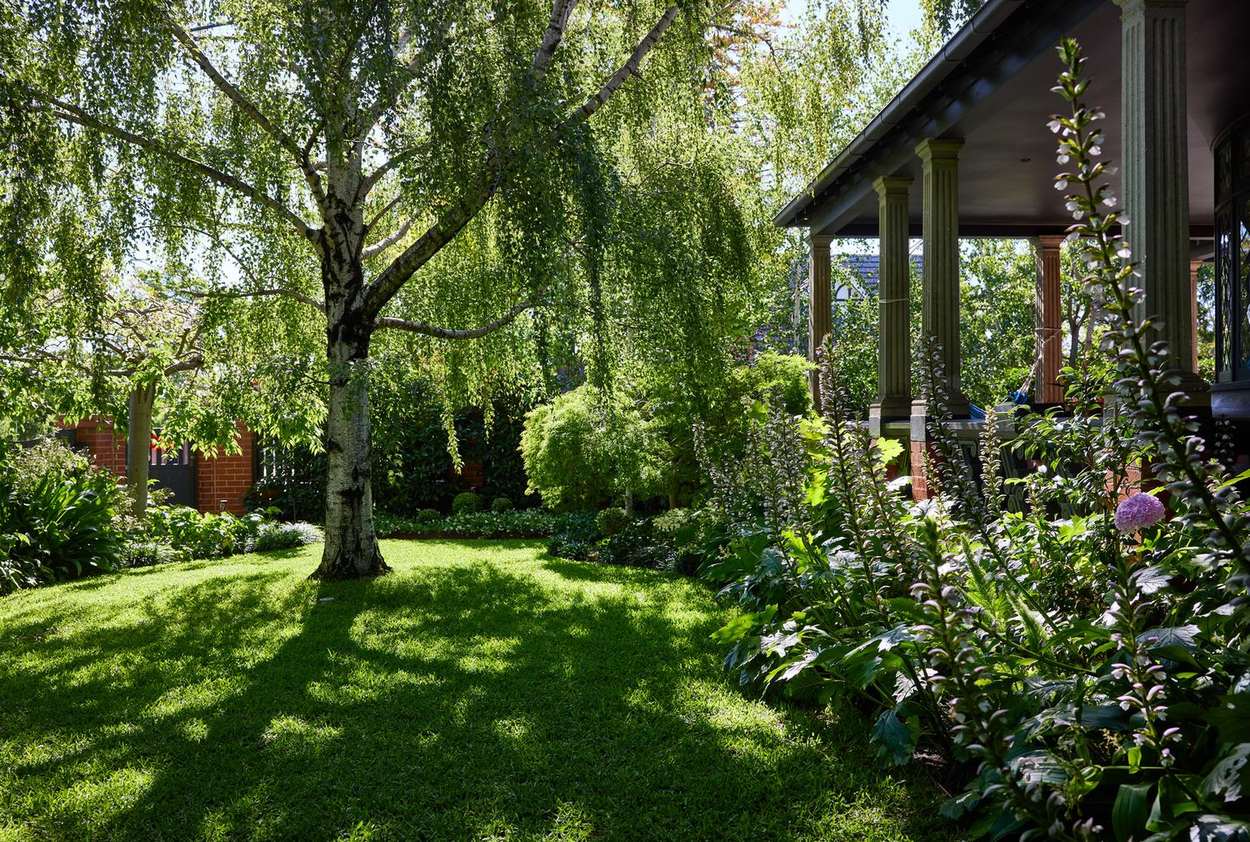 Weeping birch over the front lawn with acanthus in flower