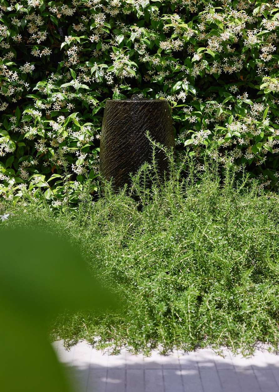 Carved stone water feature in a bed of rosemary against flowering star jasmine