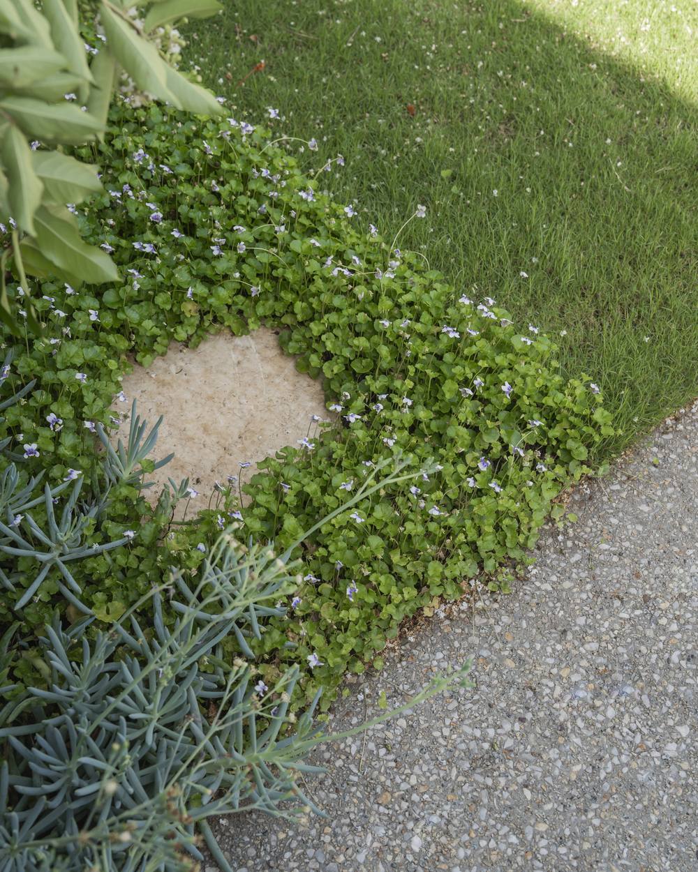 Native violet and blue chalksticks running out to the lawn edge and the aggregate drive