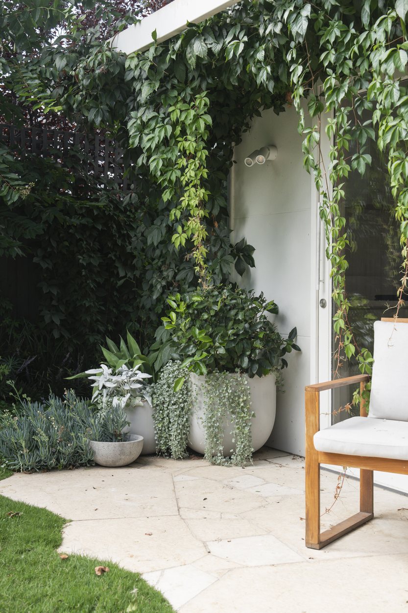 Potted dichondra and lambs ear against the white wall beside the door