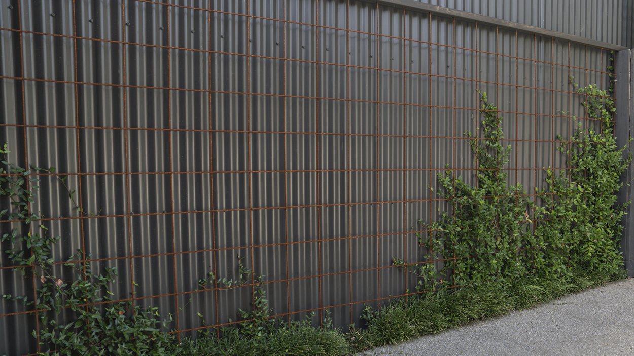 Rusted reinforcing mesh trellis on the dark corrugated boundary, with creeper climbing through
