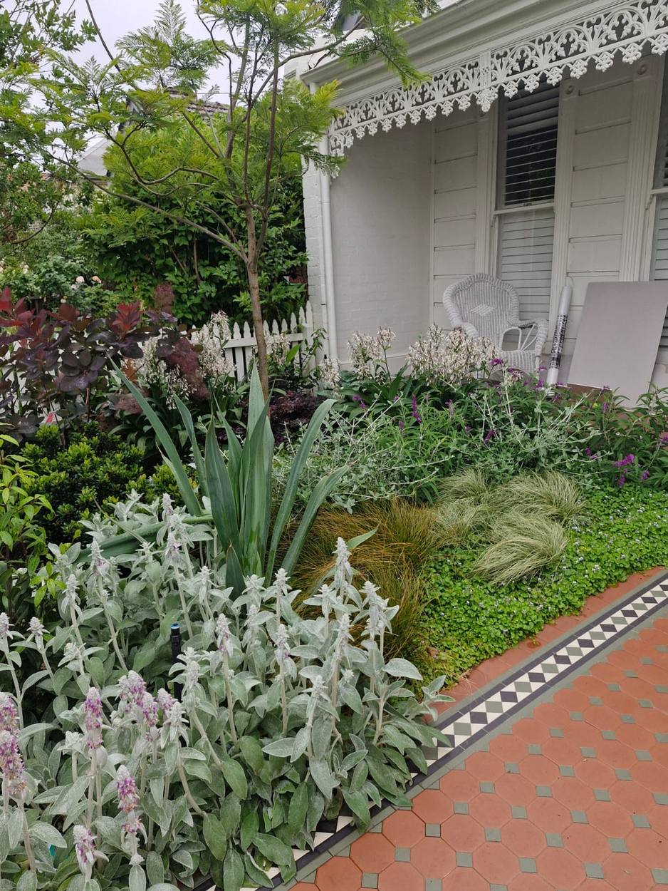 Lambs ear, salvia and tussock grasses in the front border beside the tiled path