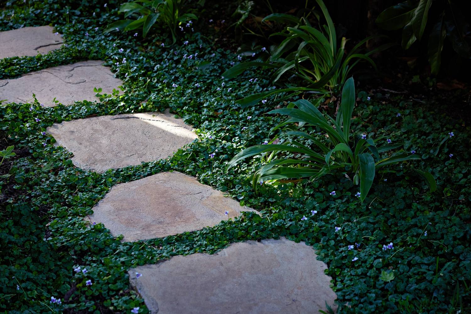Stone steppers set through native violet in the shaded side garden