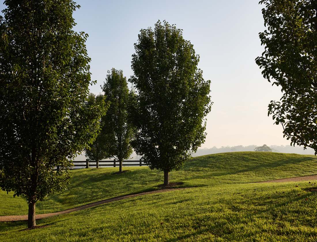Ornamental pears set into mounded lawn beside a gravel path and post and rail fence
