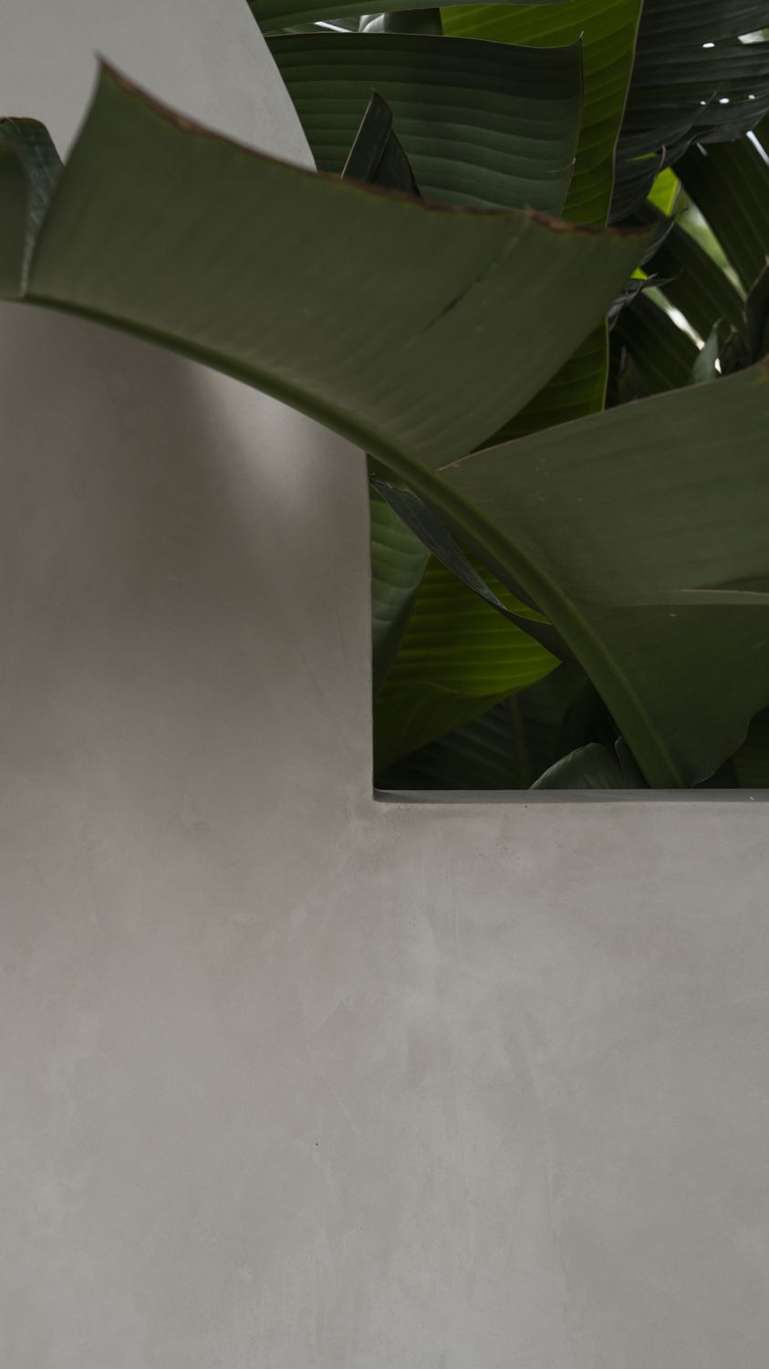 Strelitzia leaves breaking over the stepped edge of a rendered wall