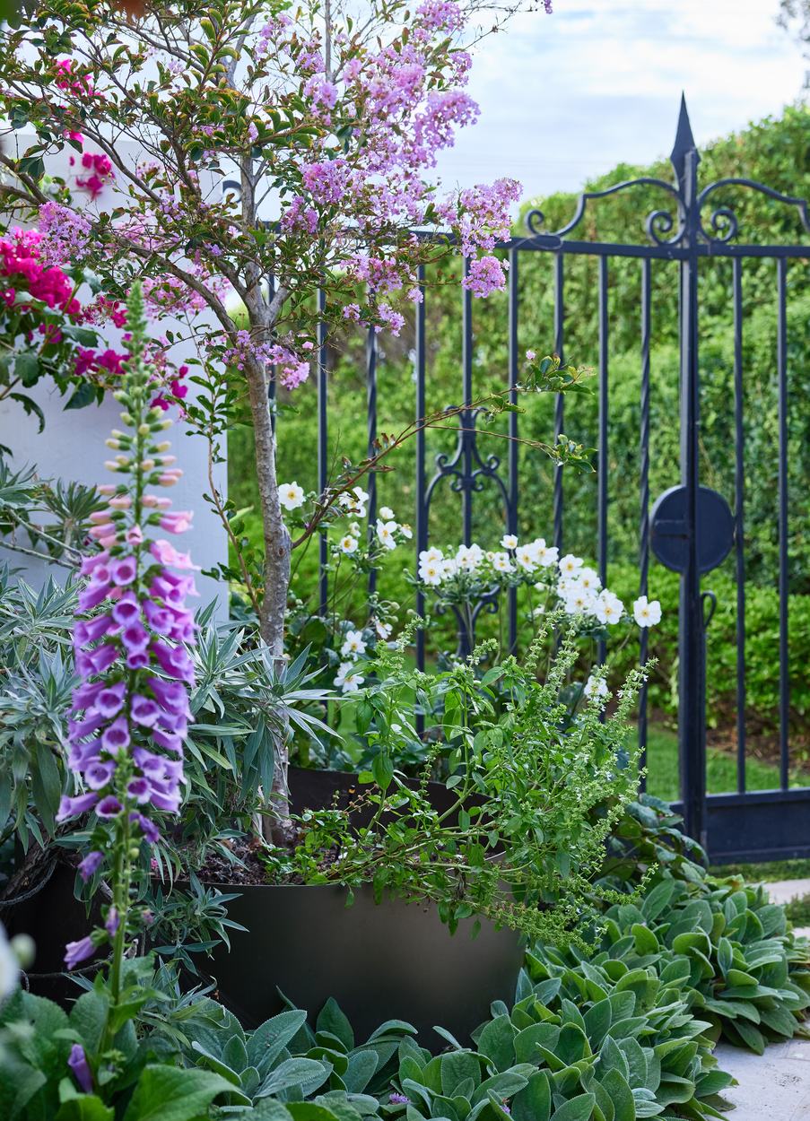 Foxgloves, lamb's ear and Japanese windflower in a steel planter beside the wrought iron side gate, crepe myrtle in flower above
