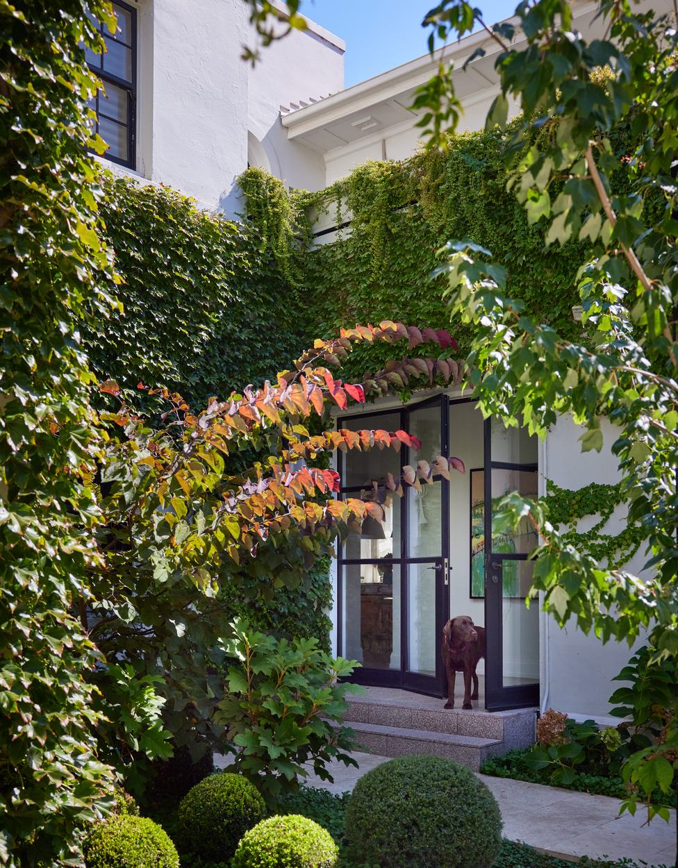 The ivy covered facade and steel framed entry doors, a chocolate labrador on the granite step