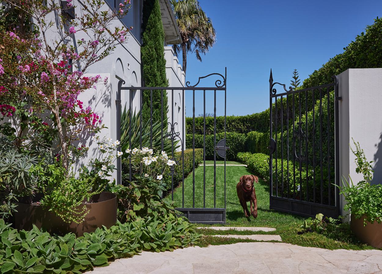 The wrought iron gates standing open onto a hedged strip of lawn, the dog running through