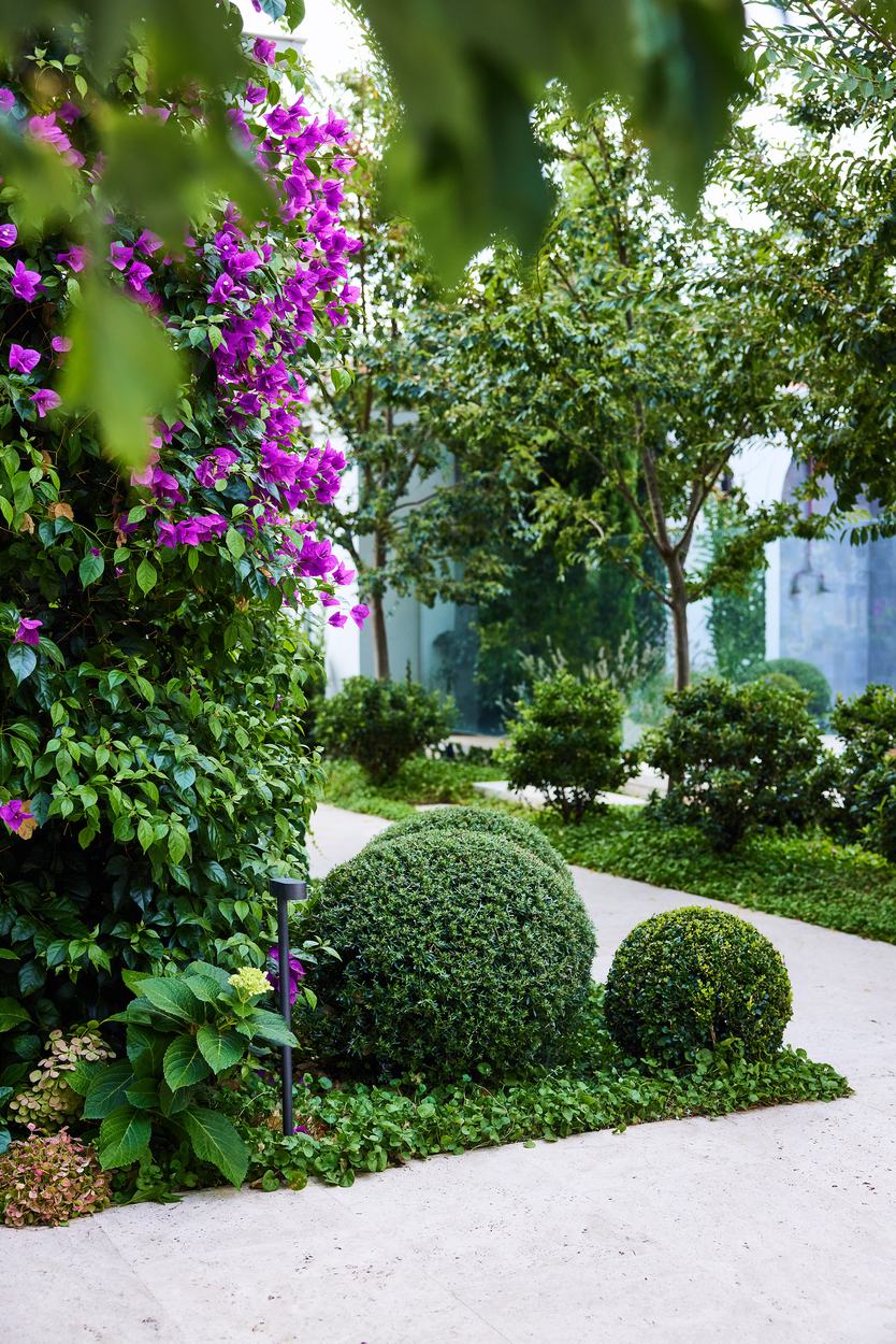 Bougainvillea in flower over the courtyard wall, clipped balls and pleached trees along the paved walk