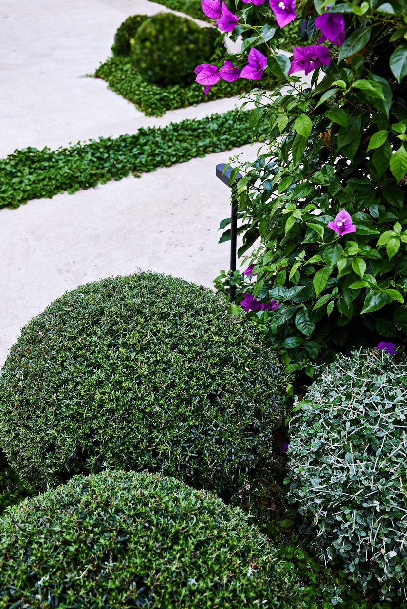 Close detail of clipped westringia and box balls with dichondra running through the joints in the paving